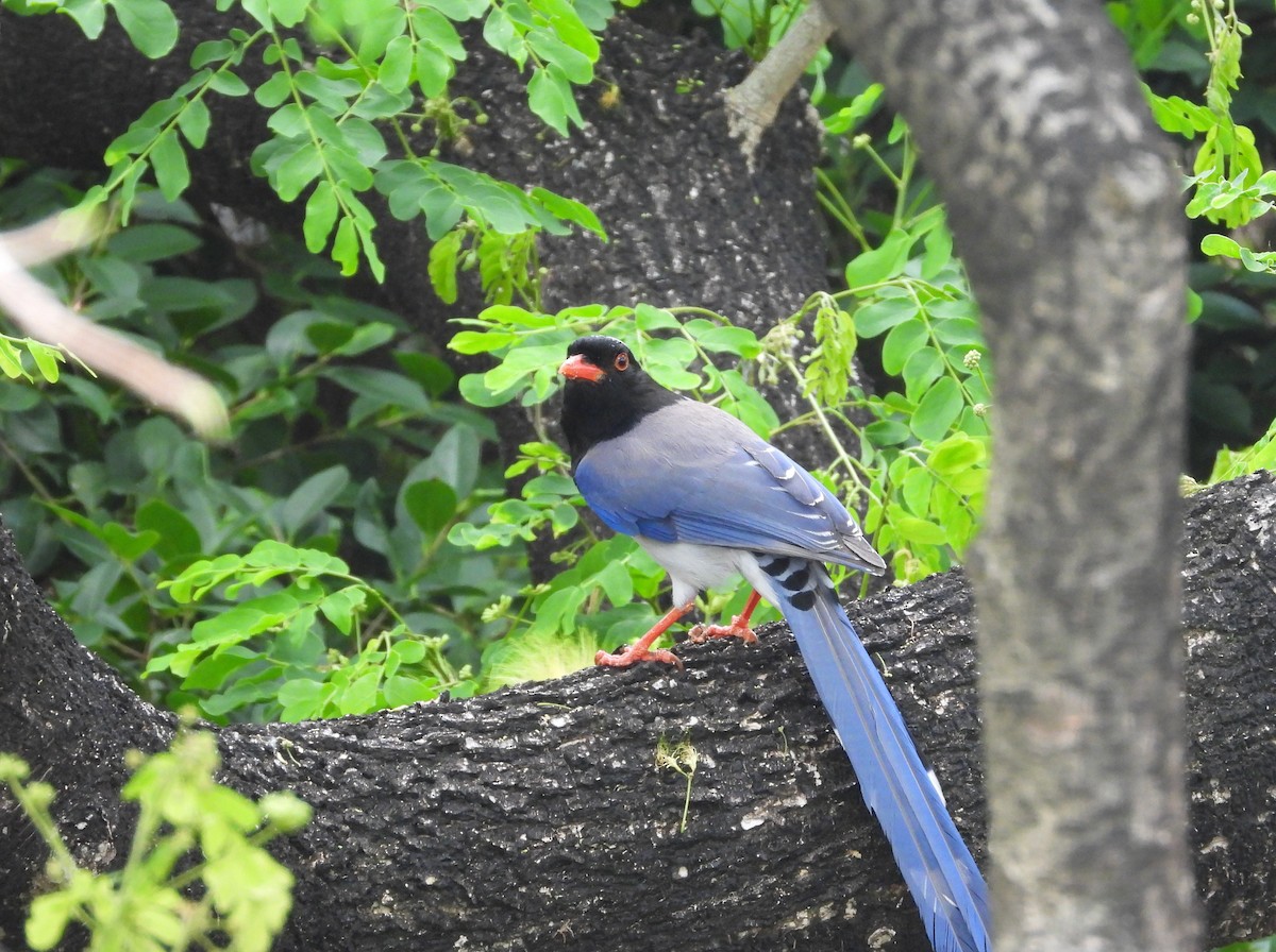 Red-billed Blue-Magpie - ML646291127