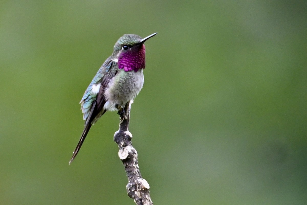 Amethyst Woodstar - ML646291131