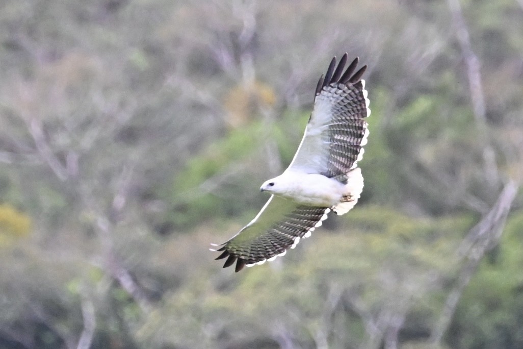 Mantled Hawk - ML646291140