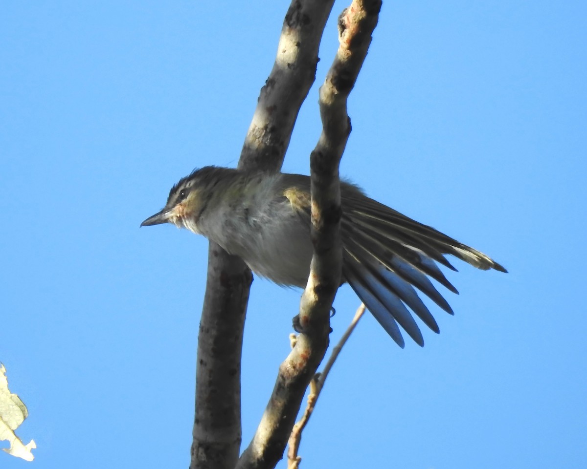 Chivi Vireo - ML646291141