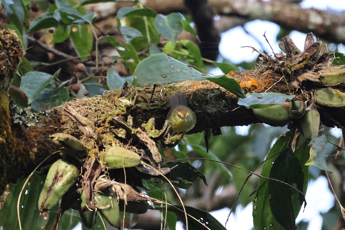 Timalí Goliestriado - ML646291151