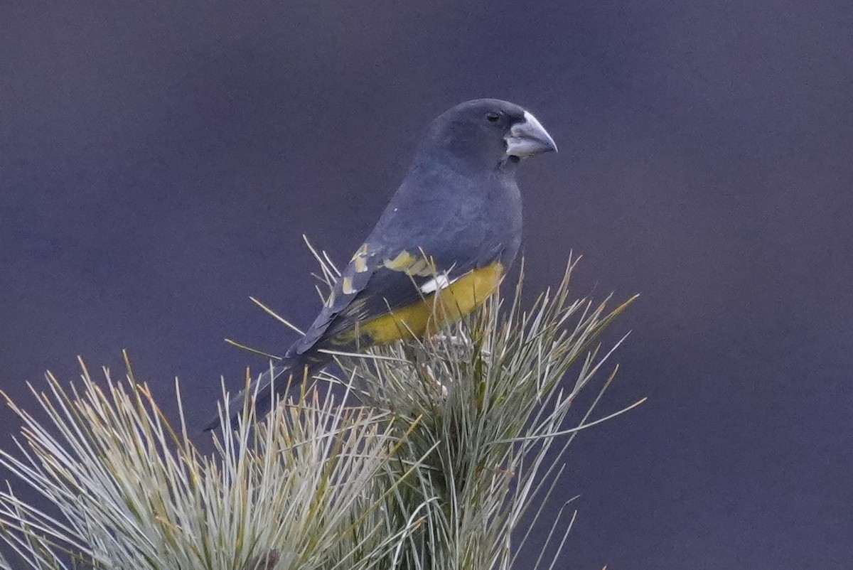 Wacholderkernbeißer - ML646291153