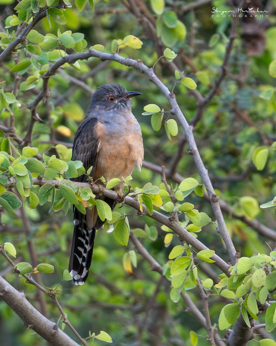 kukačka naříkavá - ML646291156