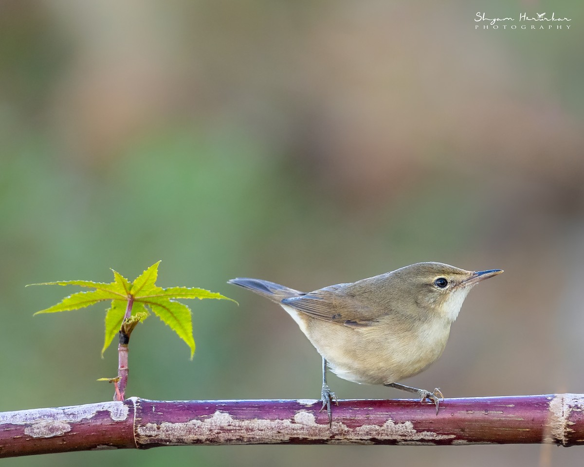 rákosník pokřovní - ML646291159