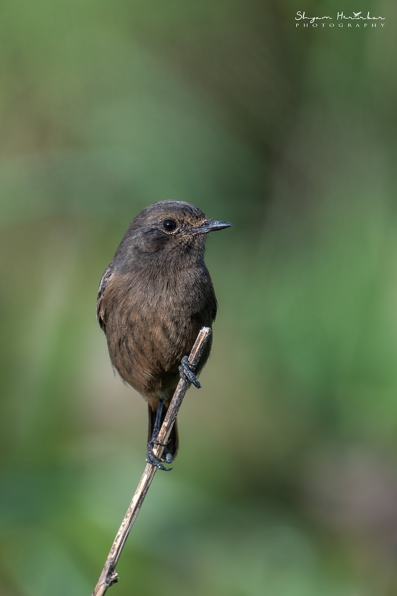 bramborníček černobílý - ML646291161