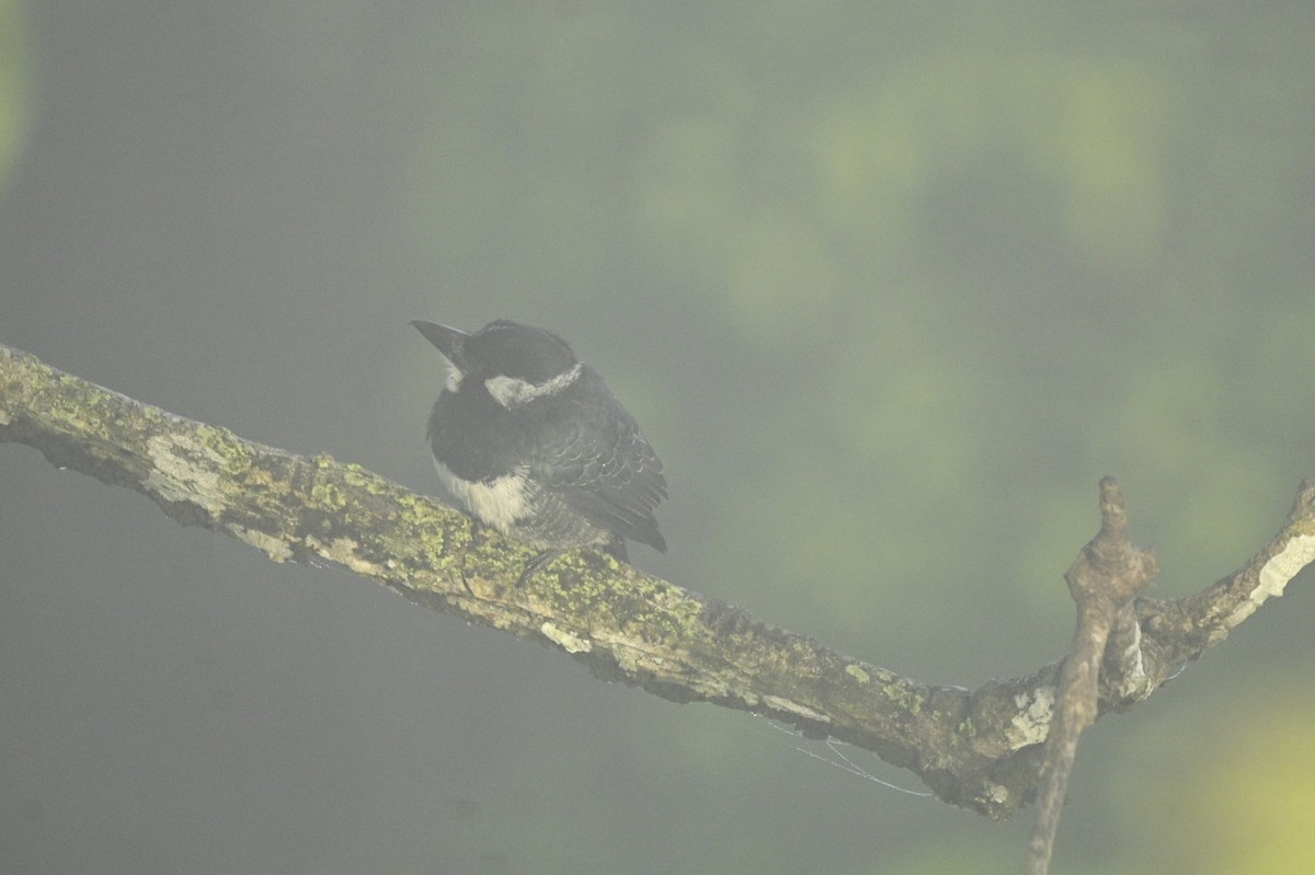 Black-breasted Puffbird - ML646291179