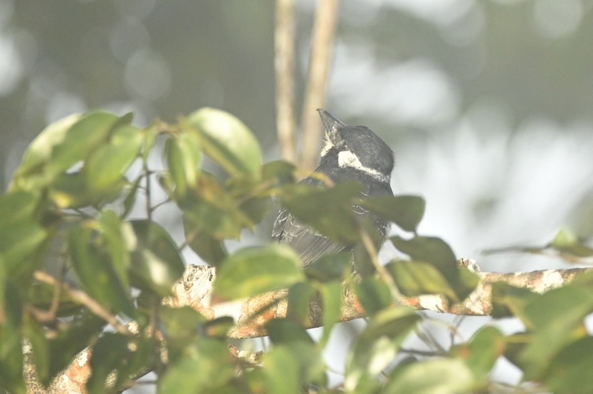 Black-breasted Puffbird - ML646291180
