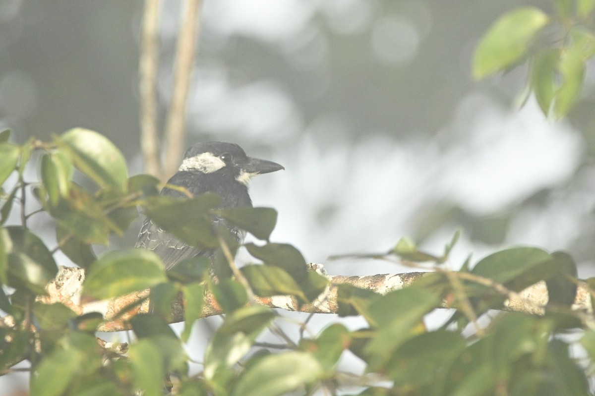 Black-breasted Puffbird - ML646291181