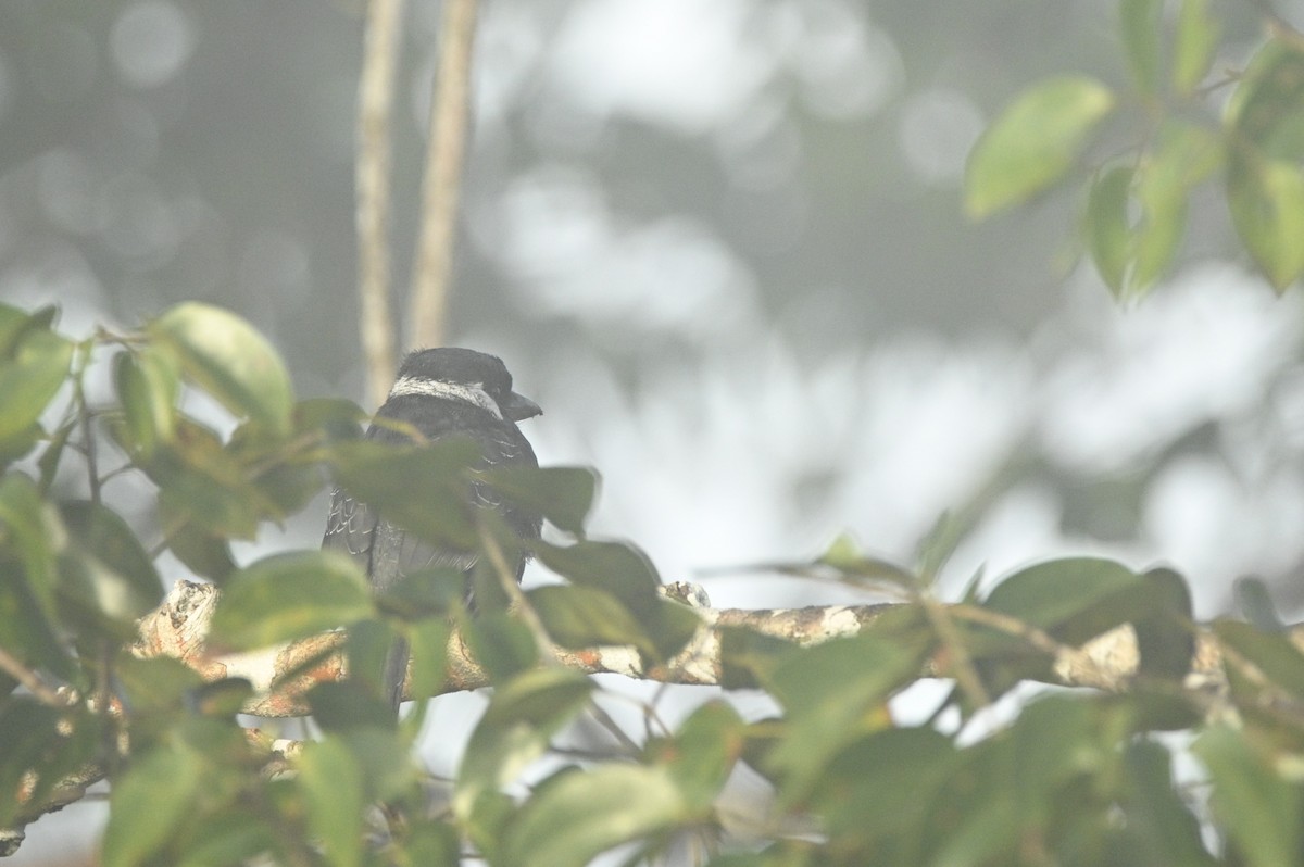 Black-breasted Puffbird - ML646291182
