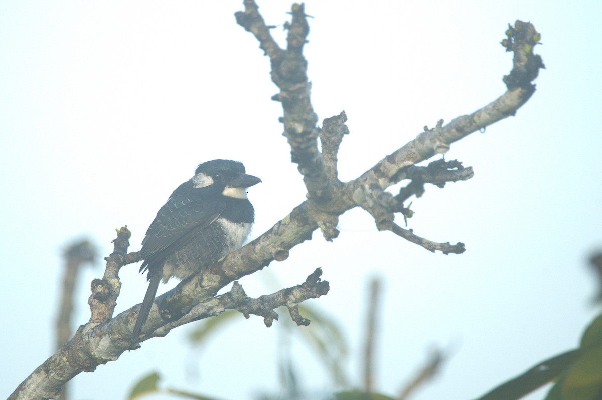Black-breasted Puffbird - ML646291183