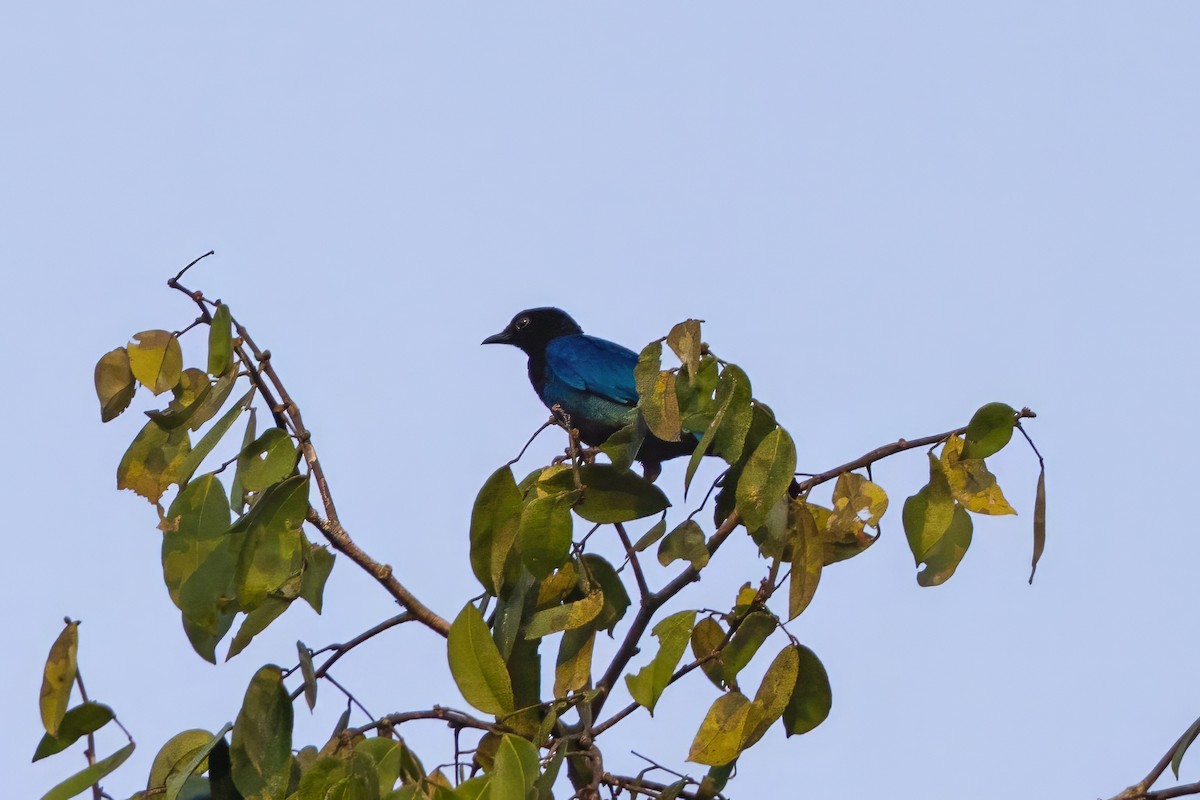 Purple-headed Starling - ML646291185