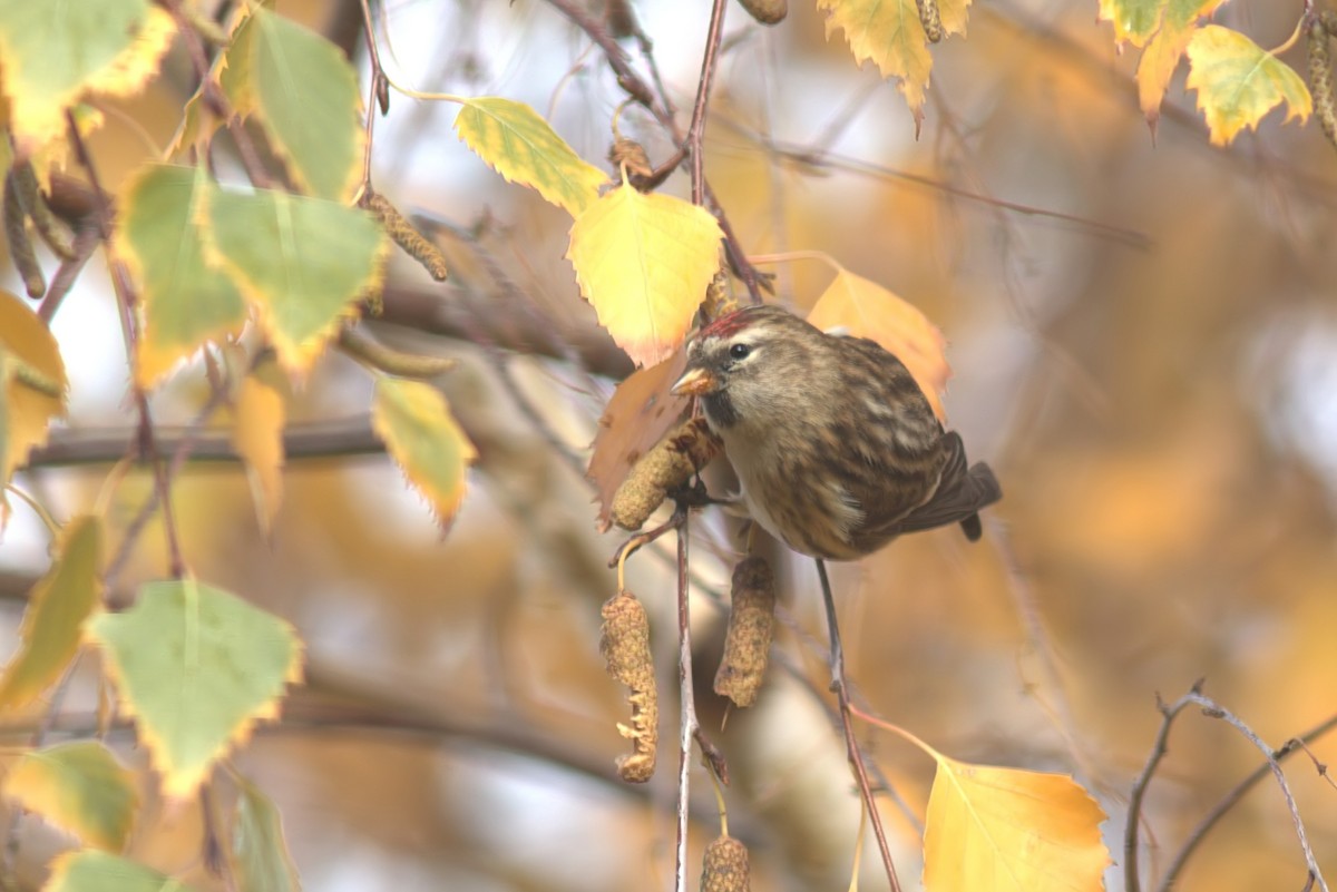 Redpoll (Lesser) - ML646291187