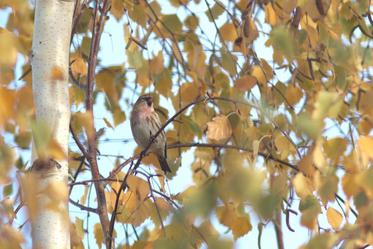 Redpoll (Lesser) - ML646291188