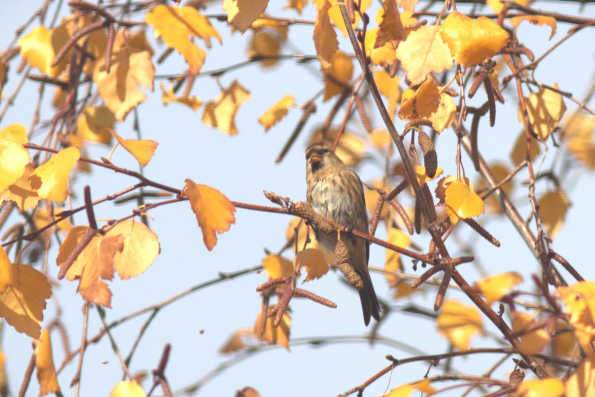 Redpoll (Lesser) - ML646291189