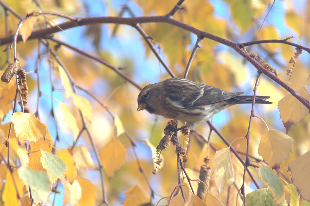 Redpoll (Lesser) - ML646291190