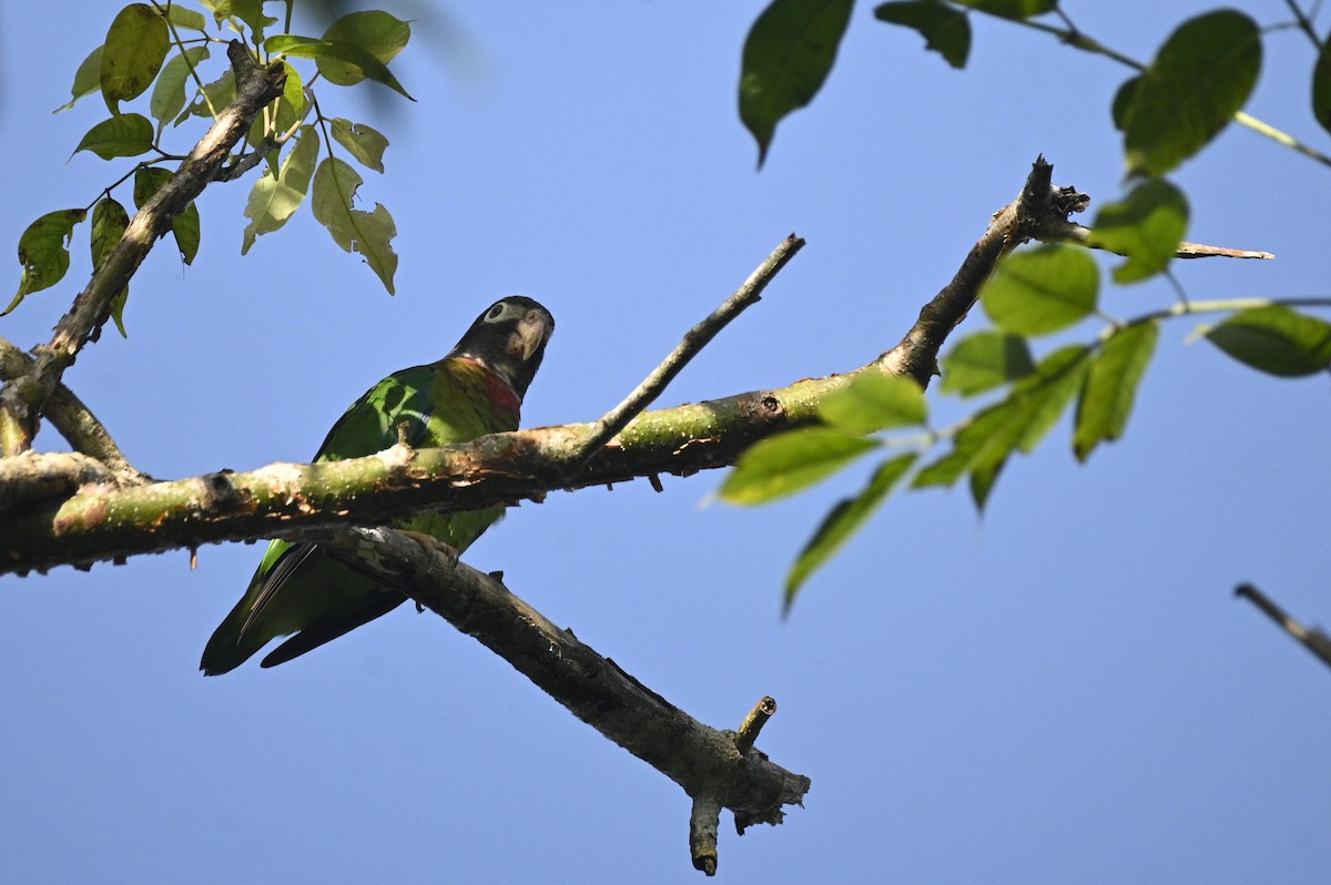 Mavi Başlı Papağan - ML646291193