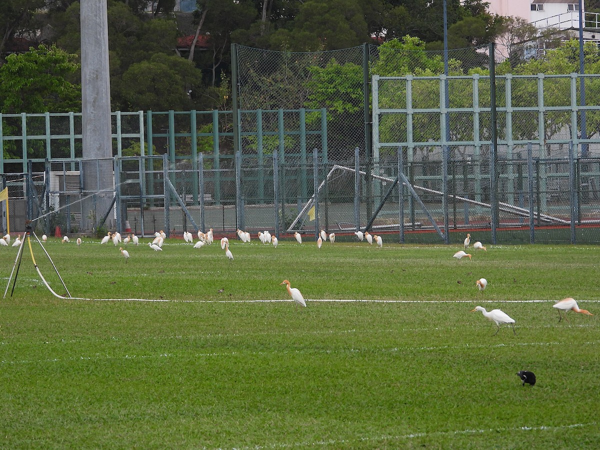 Doğulu Sığır Balıkçılı - ML646291195