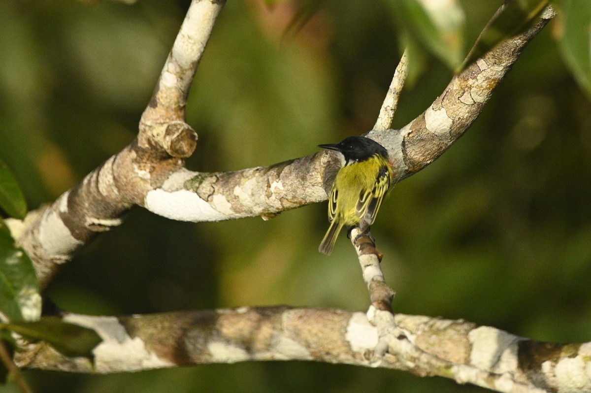 Kara Başlı Todi Sinekkapanı - ML646291199