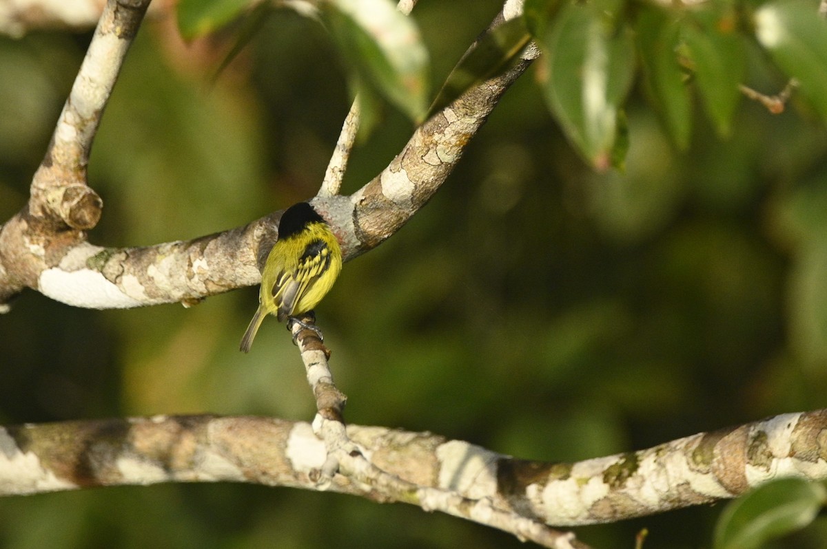 Kara Başlı Todi Sinekkapanı - ML646291200