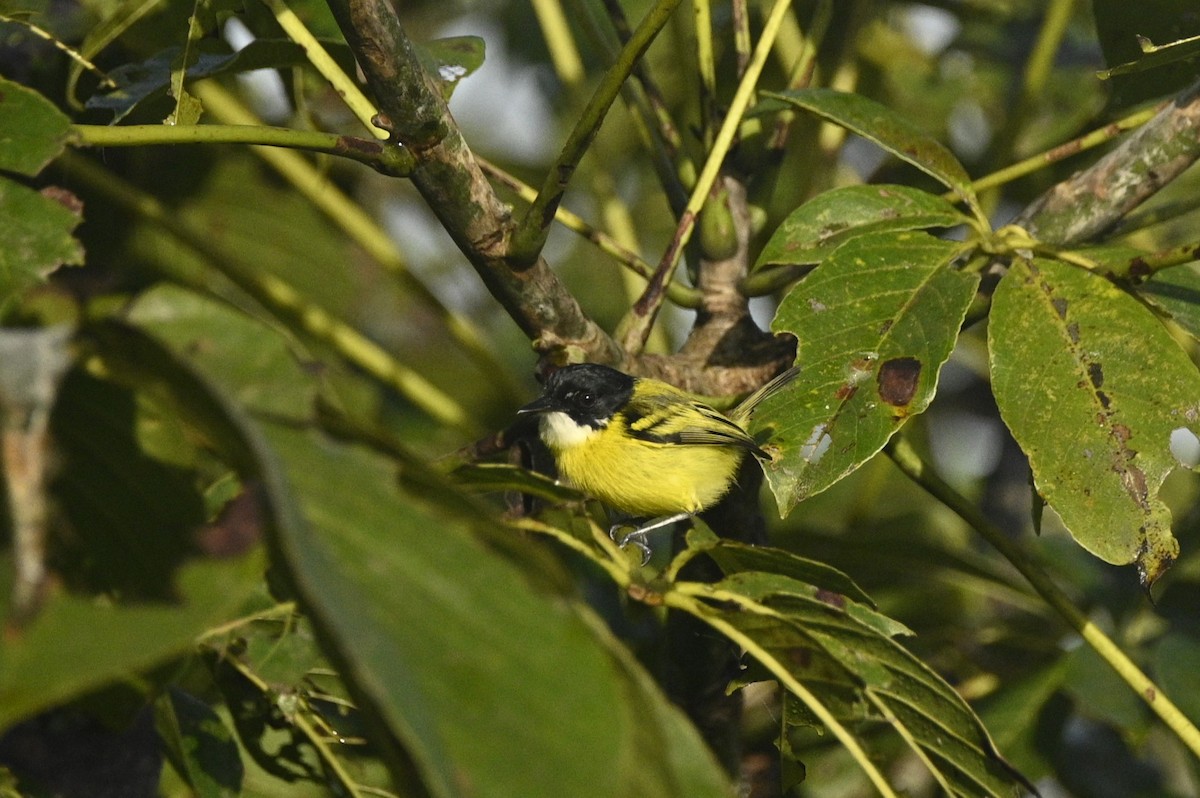 Kara Başlı Todi Sinekkapanı - ML646291201