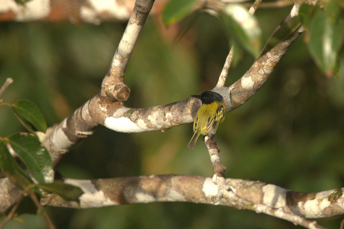 Kara Başlı Todi Sinekkapanı - ML646291202