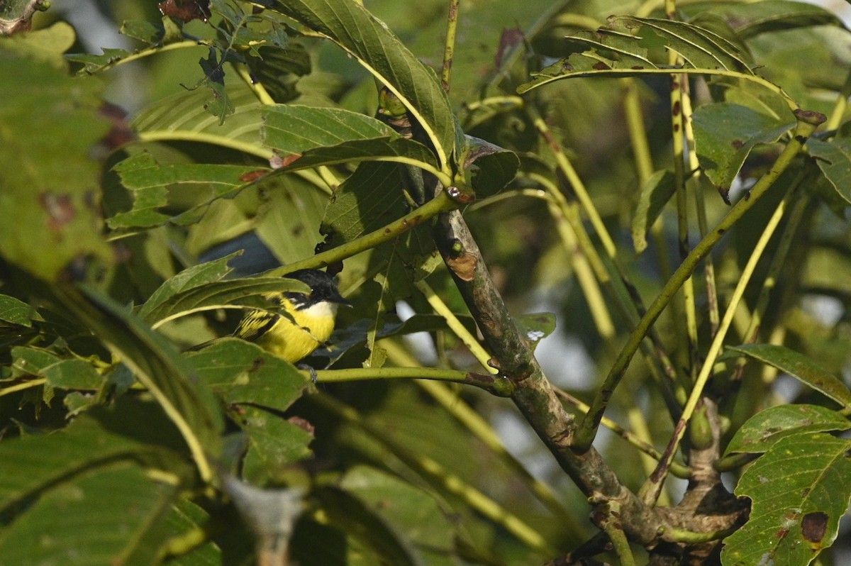 Kara Başlı Todi Sinekkapanı - ML646291203