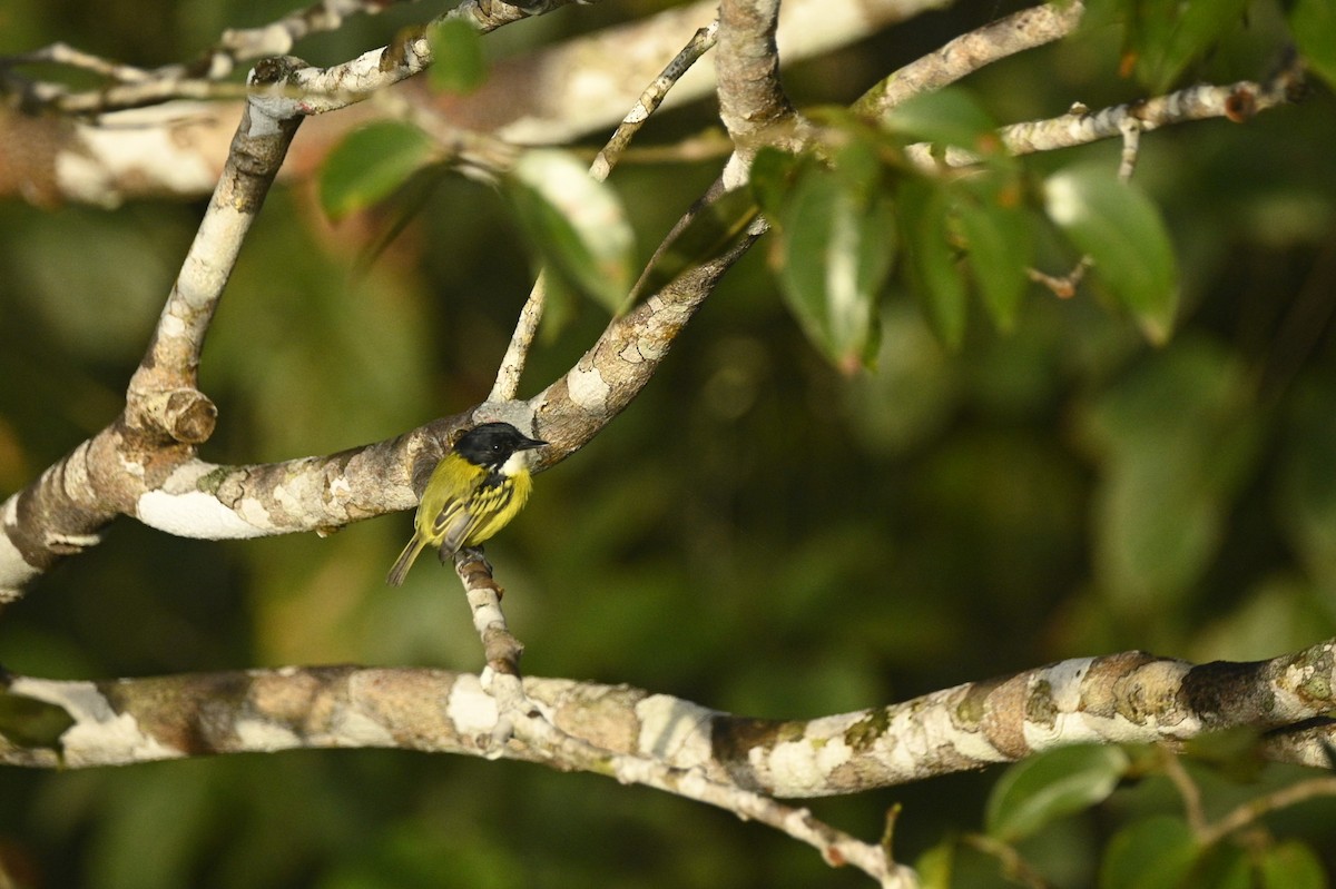 Kara Başlı Todi Sinekkapanı - ML646291204