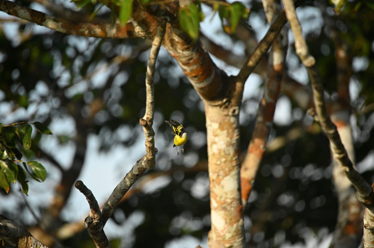 Kara Başlı Todi Sinekkapanı - ML646291205