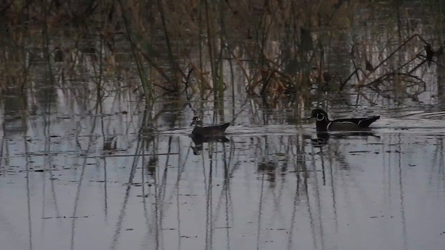 Orman Ördeği - ML646291206