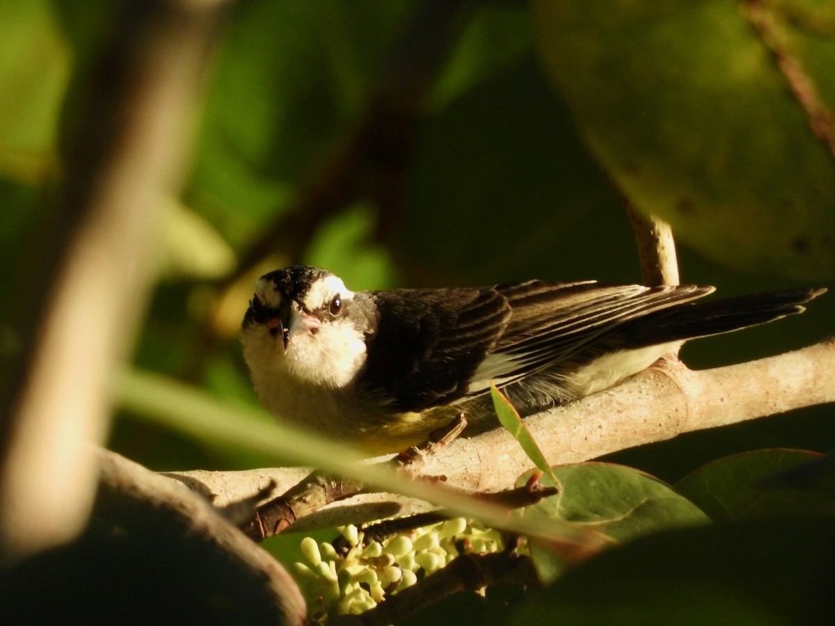 Bal Tangarası (bahamensis) - ML646291207