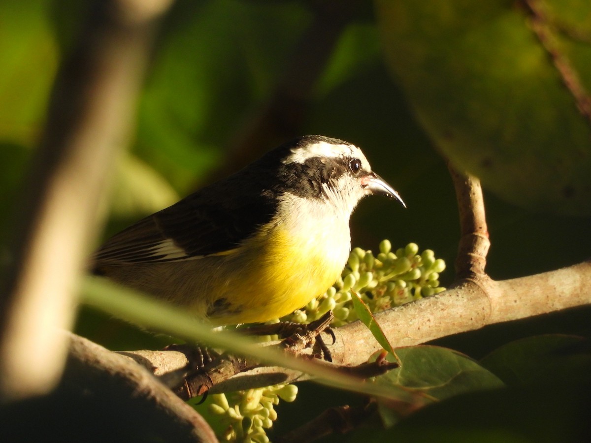 Bal Tangarası (bahamensis) - ML646291208