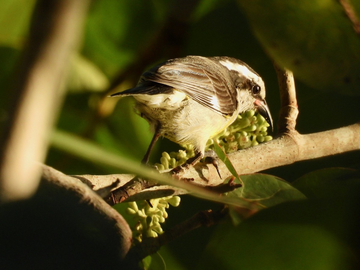 Bal Tangarası (bahamensis) - ML646291209