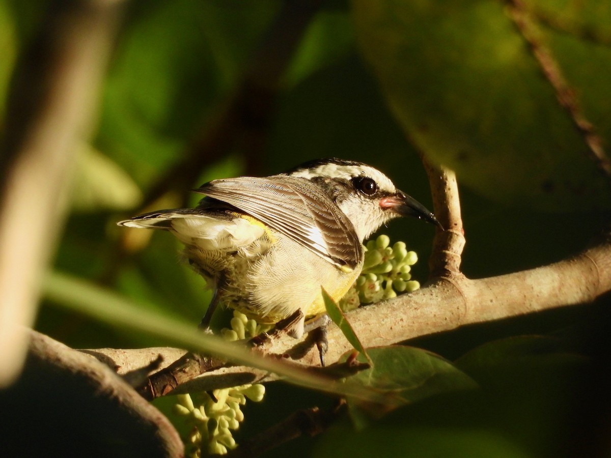 Bal Tangarası (bahamensis) - ML646291210