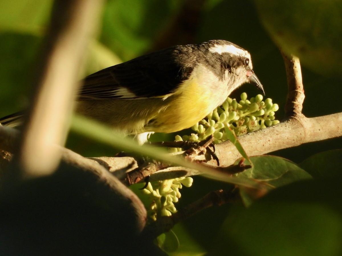 Bal Tangarası (bahamensis) - ML646291211