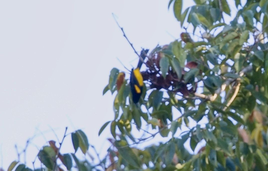 Sarı Kuyruklu Turpiyal - ML646291213