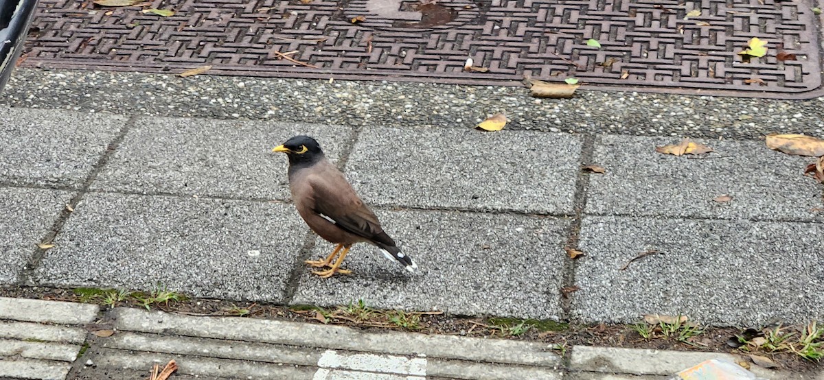 Çiğdeci - ML646291214