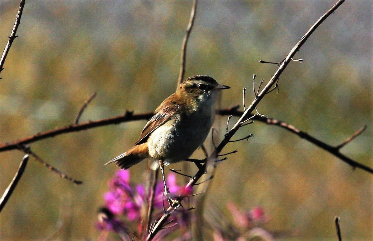 Kındıra Kamışçını - ML646291222