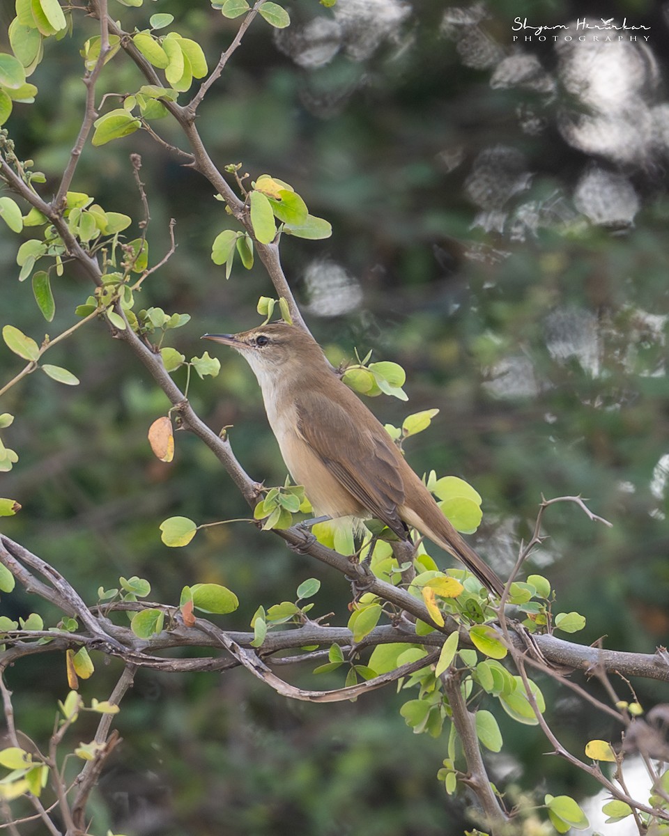 Nil Kamışçını - ML646291223