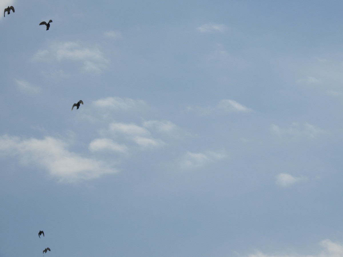 Kaya Güvercini (evcil tip) - ML646291225