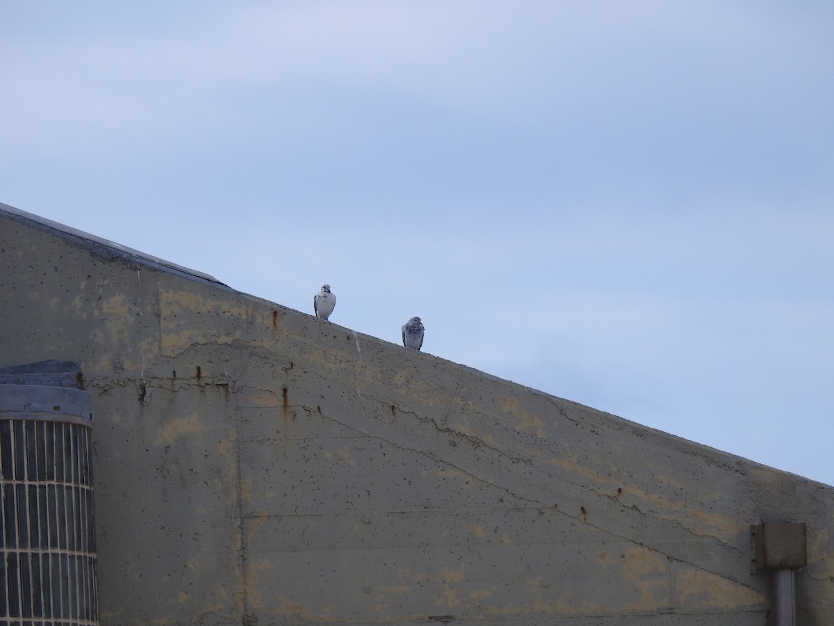 Kaya Güvercini (evcil tip) - ML646291227