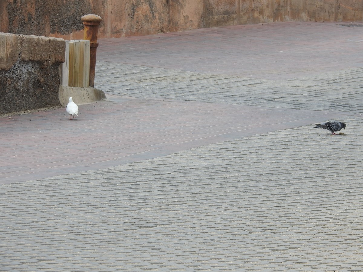 Kaya Güvercini (evcil tip) - ML646291228