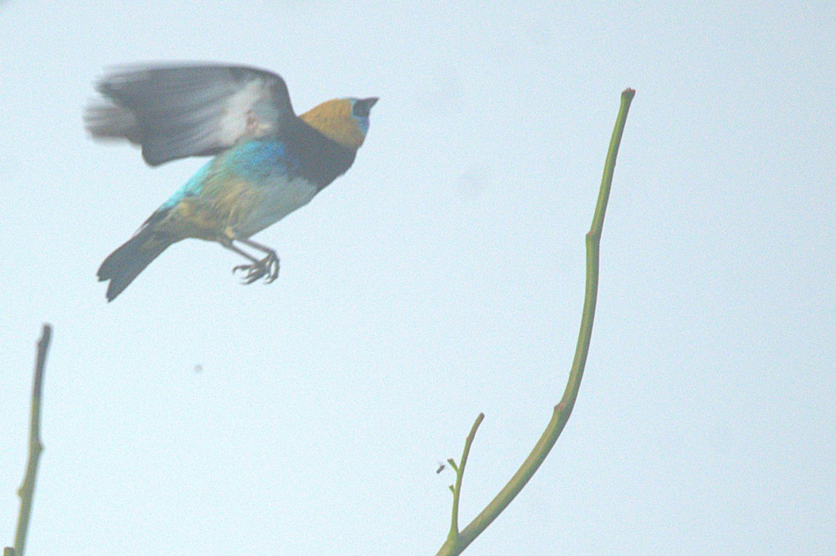 Altın Başlıklı Tangara - ML646291229