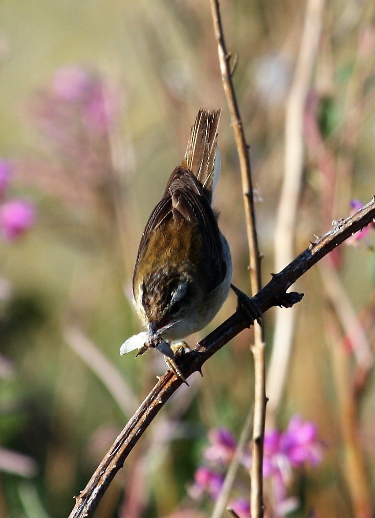 Kındıra Kamışçını - ML646291230