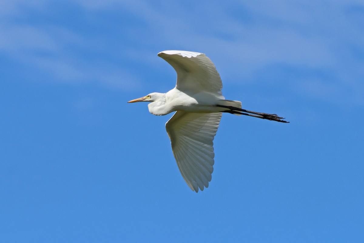 Asya Ortanca Balıkçılı - ML646291231