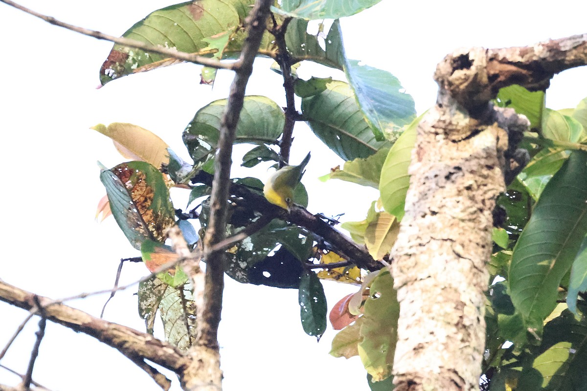 Swinhoe's White-eye - ML646291234