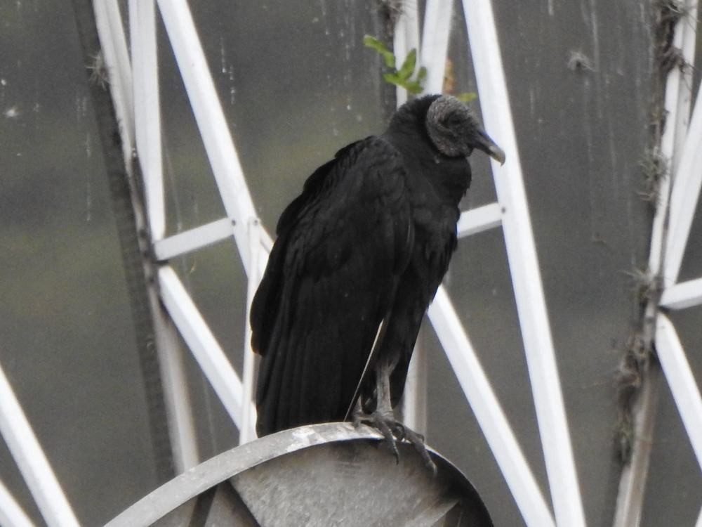 kondor havranovitý - ML646291246