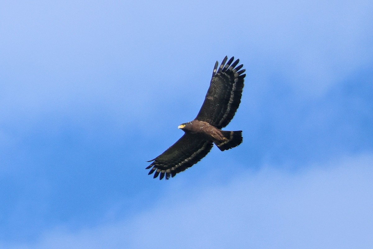 Хохлатый змееяд - ML646291248