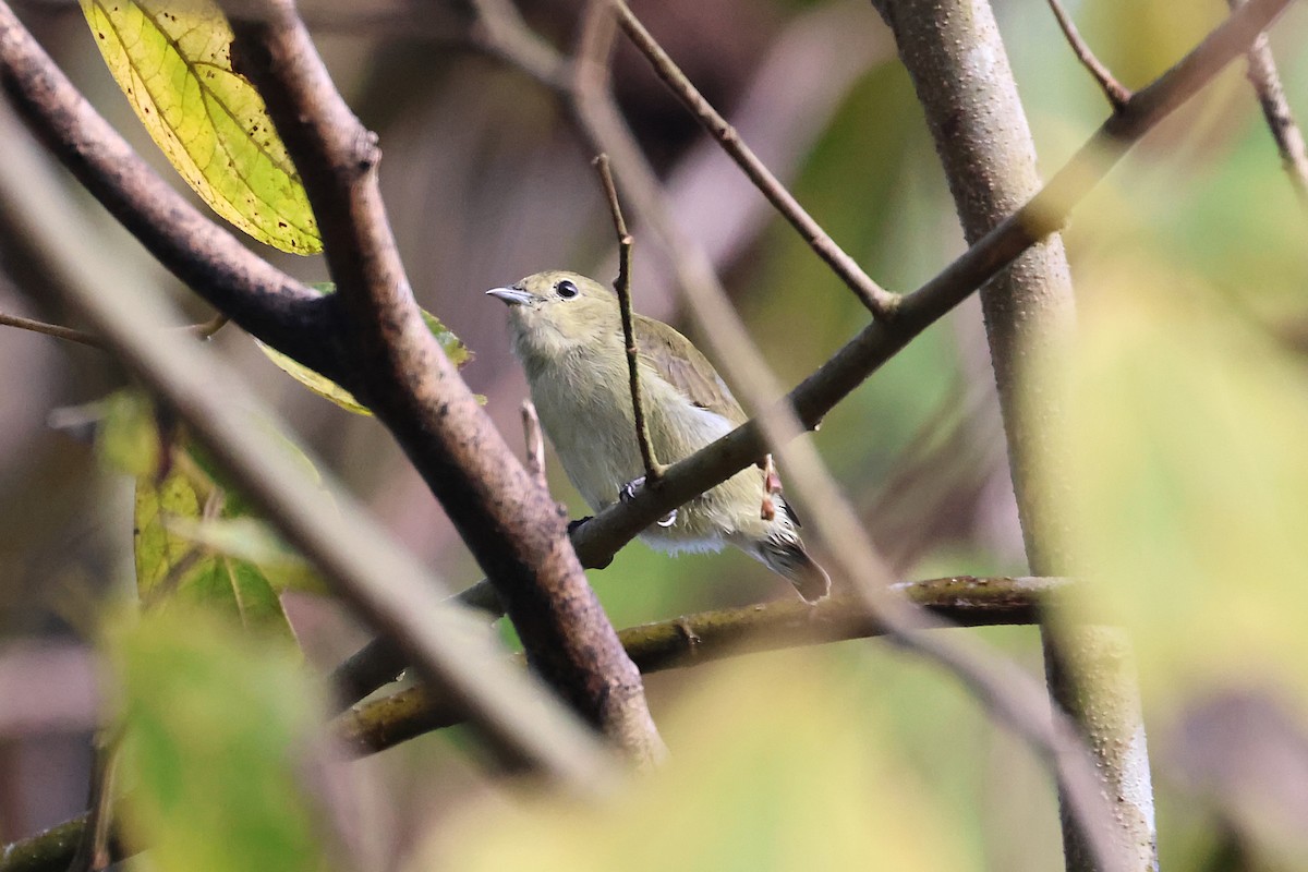 Plain Flowerpecker - ML646291262