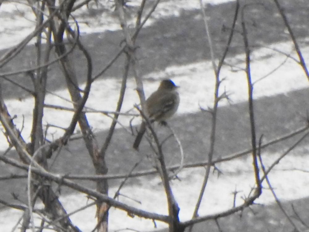 Yellow-bellied Elaenia - ML646291266