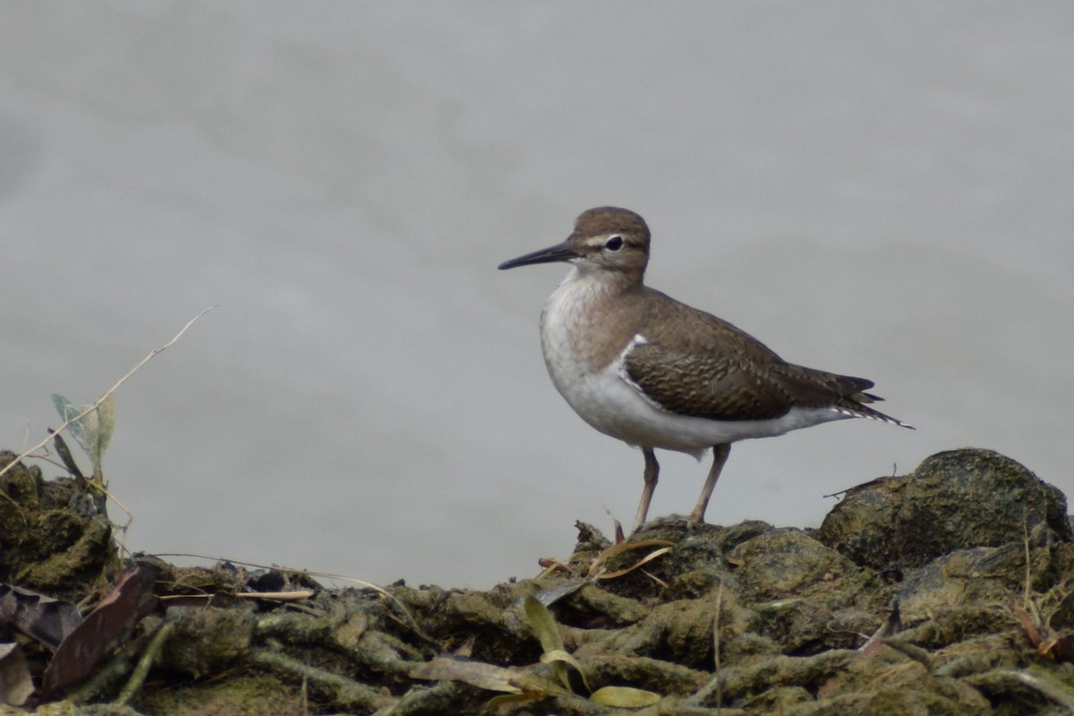 Kuliska txikia - ML646291267